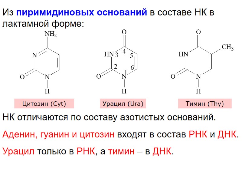 Из пиримидиновых оснований в составе НК в лактамной форме: Цитозин (Cyt) Урацил (Ura) Тимин